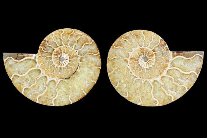 Cut & Polished Ammonite Fossil - Agatized #78396